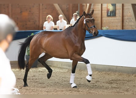 Trakehner, Giumenta, 4 Anni, 171 cm, Baio