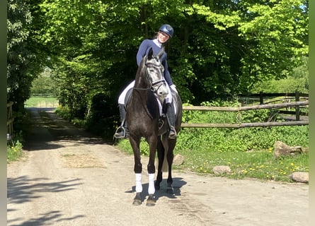 Trakehner, Giumenta, 4 Anni, 172 cm, Grigio