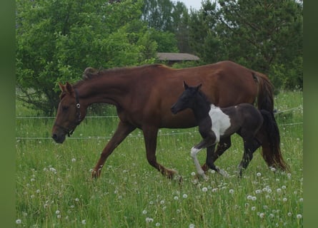 Trakehner, Giumenta, 5 Anni, 167 cm, Sauro scuro