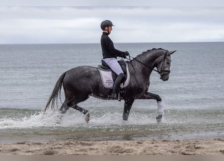 Trakehner, Giumenta, 5 Anni, 171 cm, Grigio