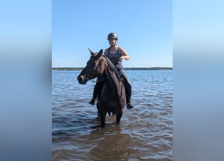 Trakehner, Giumenta, 5 Anni, Baio