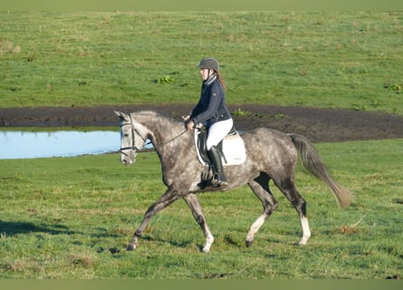 Trakehner, Giumenta, 6 Anni, 166 cm, Grigio