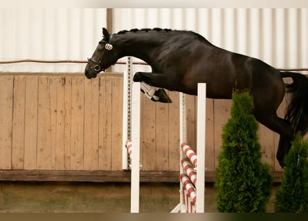 Trakehner, Giumenta, 6 Anni, 168 cm, Baio scuro