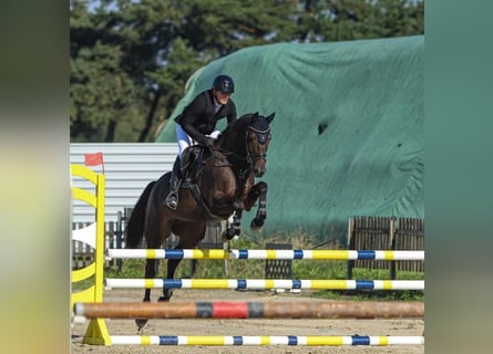 Trakehner, Giumenta, 6 Anni, 168 cm, Baio scuro