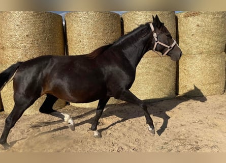 Trakehner, Giumenta, 7 Anni, 160 cm, Baio nero