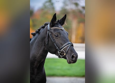 Trakehner, Giumenta, 7 Anni, 164 cm, Baio nero