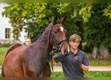 Trakehner, Giumenta, 7 Anni, 165 cm, Baio