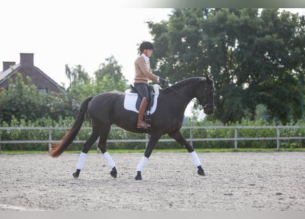 Trakehner, Giumenta, 7 Anni, 170 cm, Morello