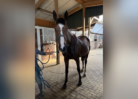 Trakehner, Giumenta, 7 Anni, 175 cm, Baio