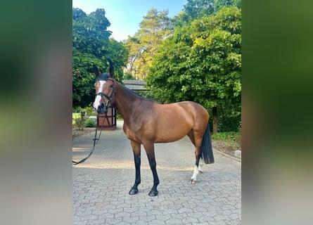Trakehner, Giumenta, 7 Anni, 175 cm, Baio