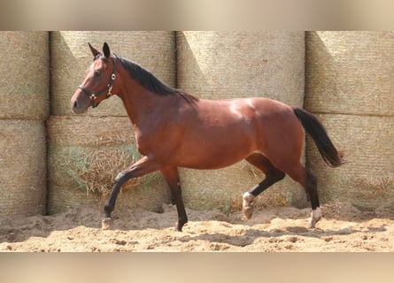 Trakehner, Giumenta, 8 Anni, 162 cm, Baio