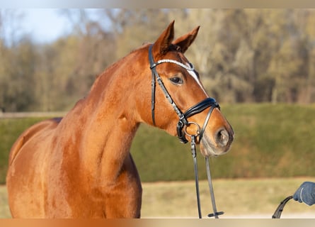 Trakehner, Giumenta, 8 Anni, 171 cm, Sauro