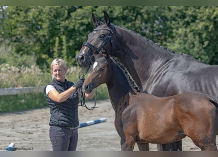 Trakehner, Giumenta, Puledri
 (04/2024), 168 cm, Baio