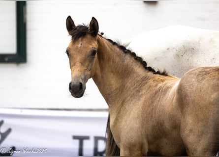 Trakehner, Giumenta, Puledri (04/2025), Baio chiaro