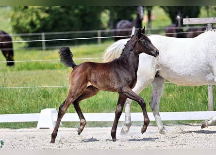 Trakehner, Giumenta, Puledri (04/2026), Baio nero