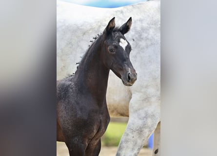 Trakehner, Giumenta, Puledri (05/2026), Può diventare grigio