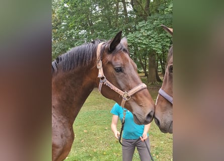 Trakehner, Hengst, 15 Jahre