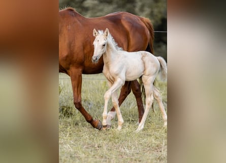 Trakehner, Hengst, 1 Jaar, 155 cm, Palomino