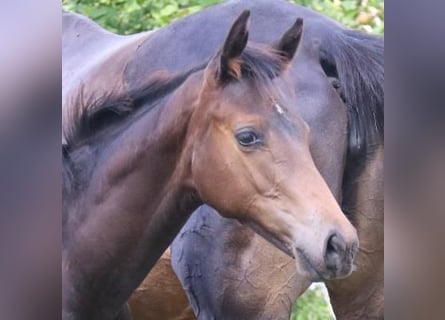 Trakehner, Hengst, 1 Jaar, 168 cm, Donkerbruin