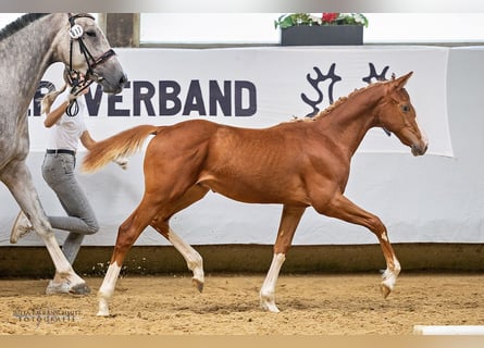 Trakehner, Hengst, 1 Jaar, 168 cm, Vos