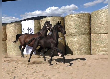 Trakehner, Hengst, 1 Jaar, 168 cm, Zwartbruin