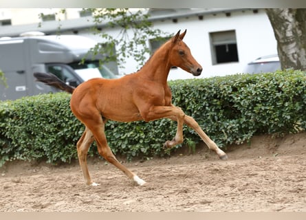 Trakehner, Hengst, 1 Jaar, 170 cm, Brauner