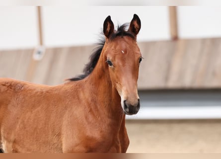 Trakehner, Hengst, 1 Jaar, 170 cm, Bruin