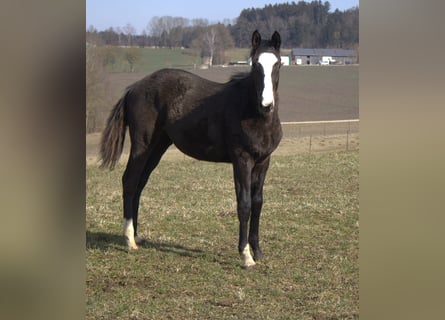 Trakehner, Hengst, 1 Jaar, 170 cm, Zwart