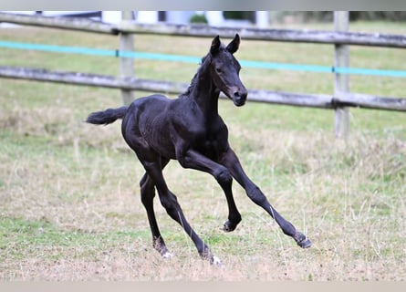 Trakehner, Hengst, 1 Jaar, 170 cm, Zwart
