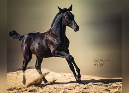 Trakehner, Hengst, 1 Jaar, 170 cm, Zwartbruin