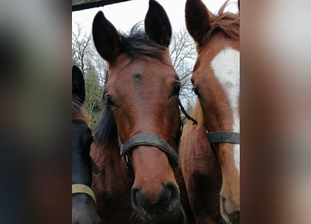 Trakehner, Hengst, 1 Jaar, 172 cm, Bruin