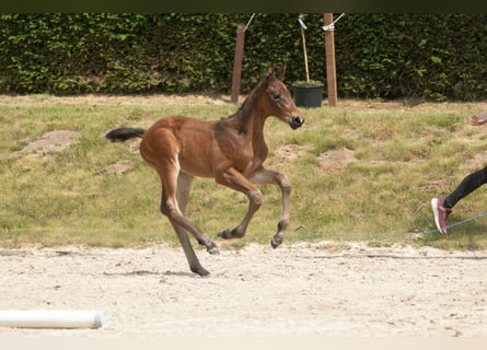 Trakehner, Hengst, 1 Jaar, Bruin