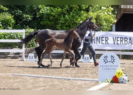 Trakehner, Hengst, 1 Jaar, Bruin
