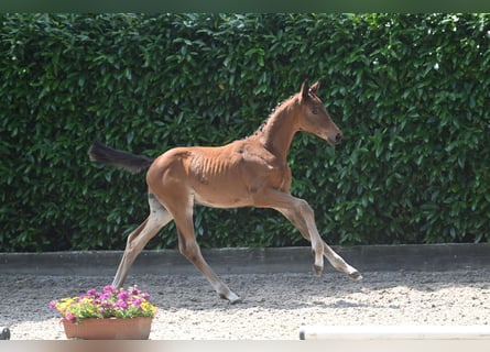 Trakehner, Hengst, 1 Jaar, Bruin