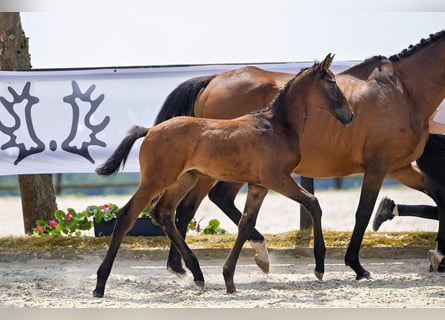 Trakehner, Hengst, 1 Jaar, Bruin