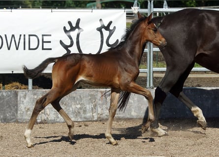 Trakehner, Hengst, 1 Jaar, Donkerbruin
