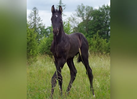 Trakehner, Hengst, 1 Jaar