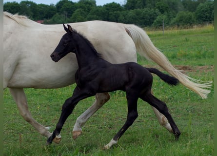 Trakehner, Hengst, 1 Jaar