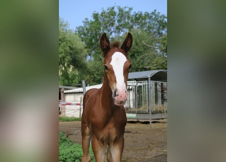 Trakehner, Hengst, 1 Jaar, Vos