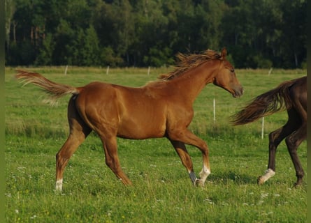 Trakehner, Hengst, 1 Jahr, 163 cm, Fuchs