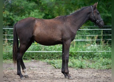Trakehner, Hengst, 1 Jahr, 166 cm, Rappe