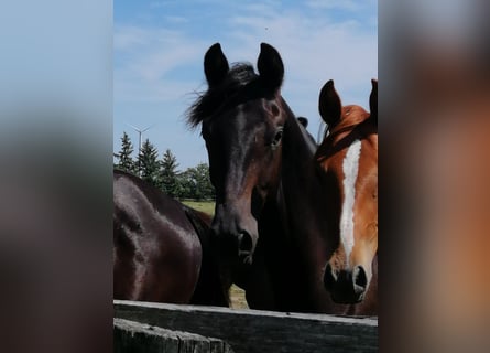 Trakehner, Hengst, 1 Jahr, 166 cm, Schwarzbrauner