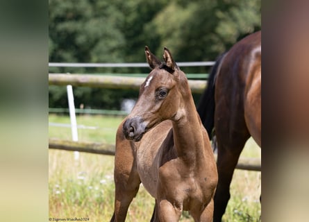 Trakehner, Hengst, 1 Jahr, 168 cm, Schwarzbrauner