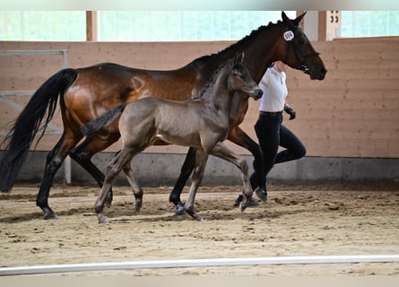 Trakehner, Hengst, 1 Jahr, 170 cm, Schwarzbrauner