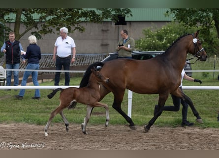 Trakehner, Hengst, 1 Jahr, Brauner