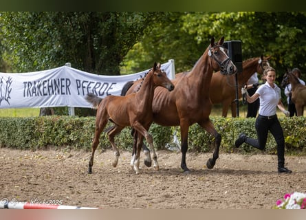 Trakehner, Hengst, 1 Jahr, Brauner