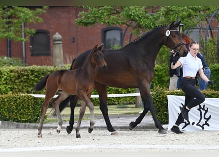 Trakehner, Hengst, 1 Jahr