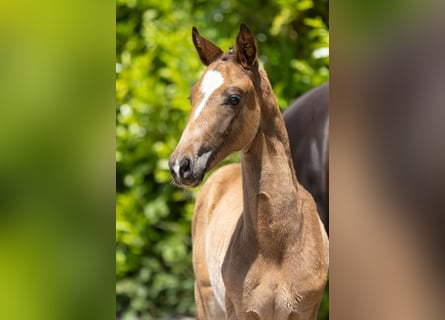 Trakehner, Hengst, 1 Jahr, Dunkelbrauner