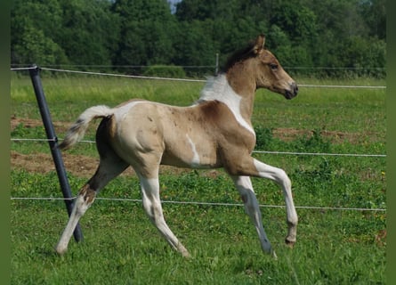 Trakehner, Hengst, 1 Jahr, Falbe