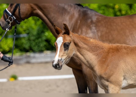 Trakehner, Hengst, 1 Jahr, Fuchs